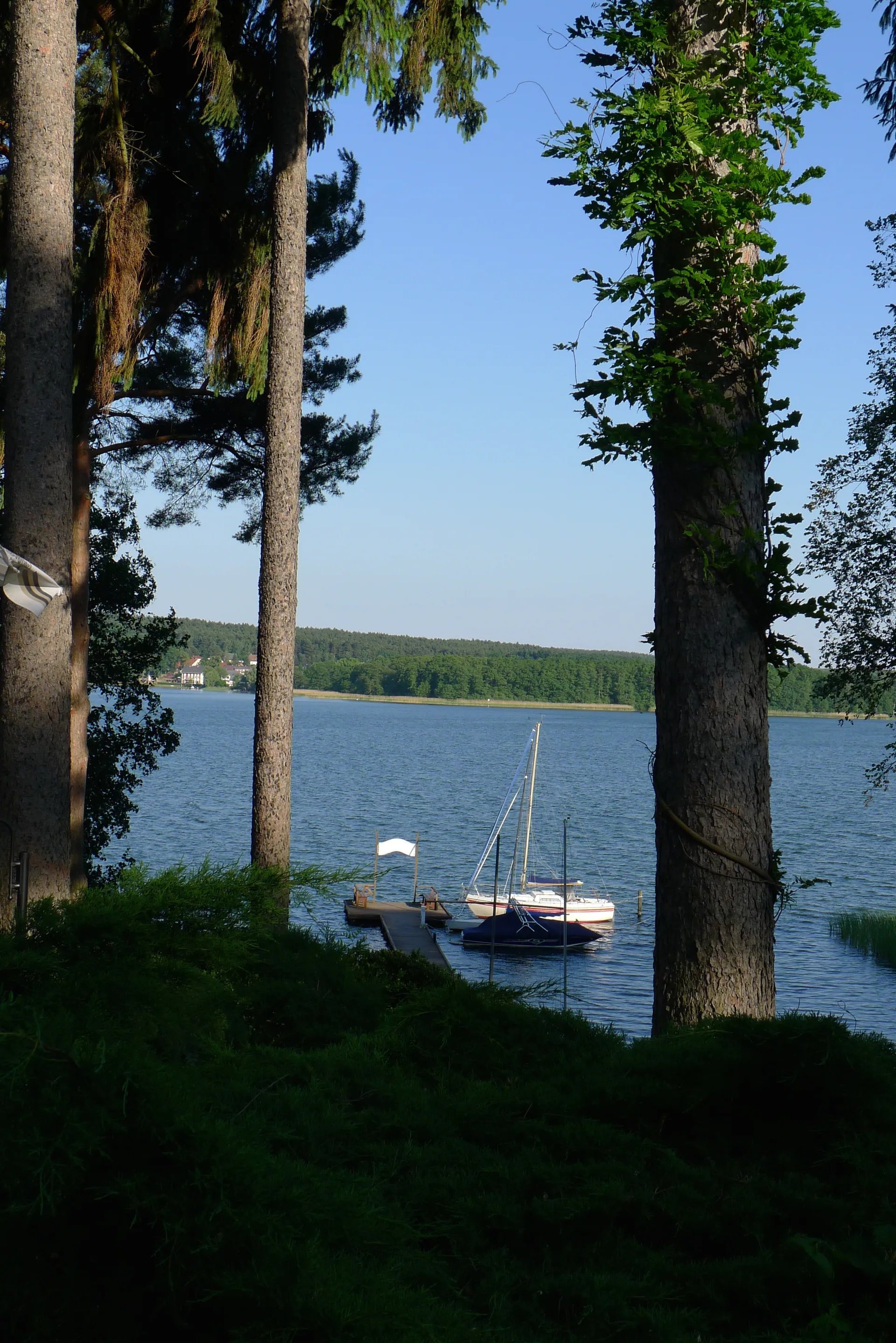 Segelboot am Steg am Scharmützelsee, gesehen zwischen Kiefern
